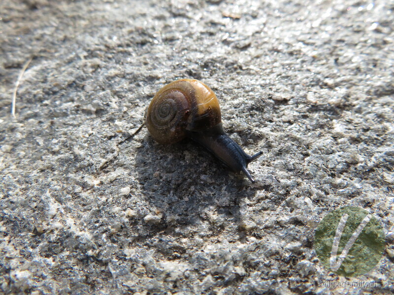 Grosse Glanzschnecke: Übersicht